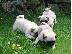 PoulaTo: pug kc reg